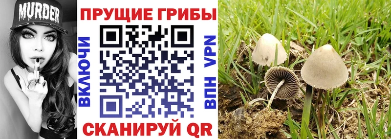 blacksprut ТОР  Бор  Галлюциногенные грибы Psilocybine cubensis 